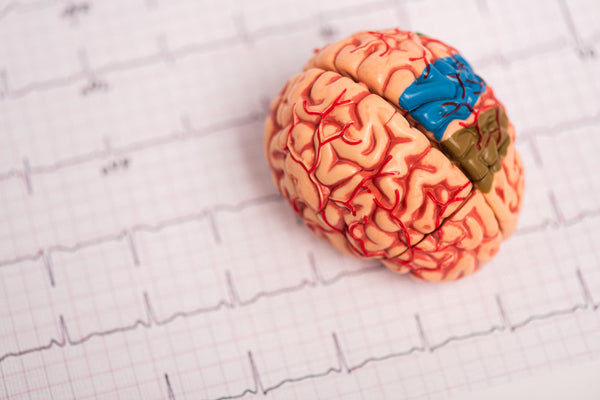 Attachment and Brain Development: Middle Prefrontal Cortex