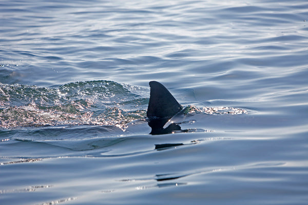 Is Shark Music Predictable?