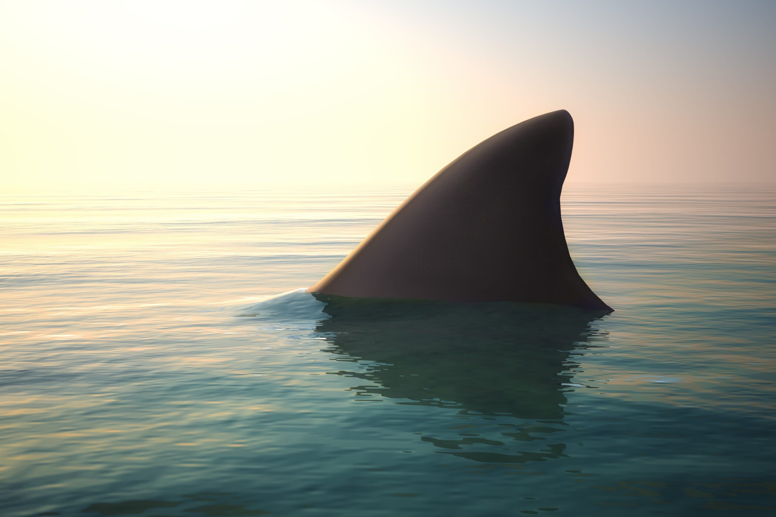 Read more about the article Is Shark Music Predictable?